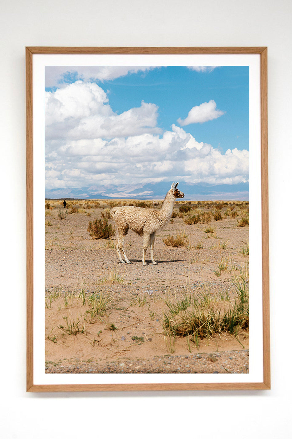 Llama #24