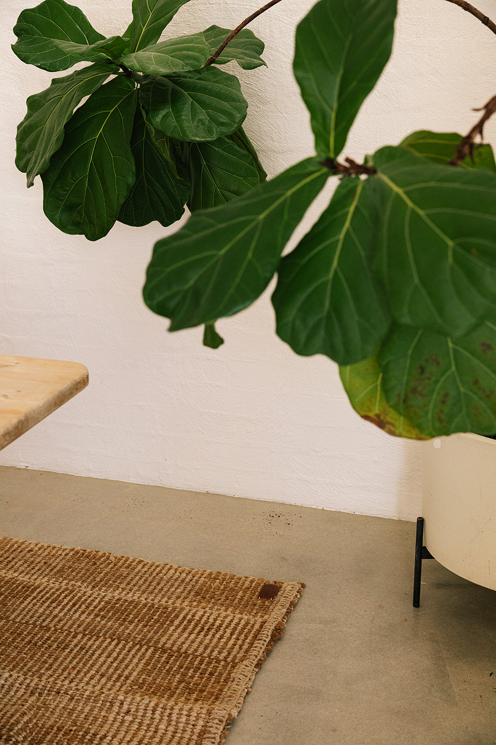 Lara | Latte & Arena