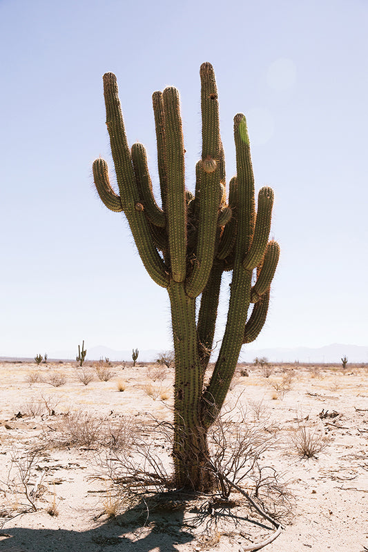Cactus #34