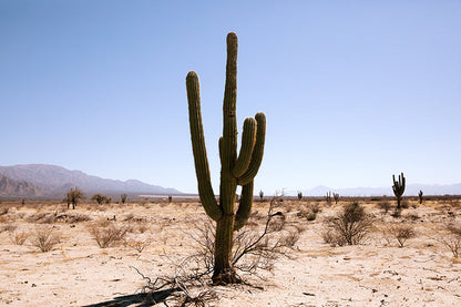Cactus #35