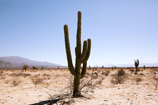 Cactus #35