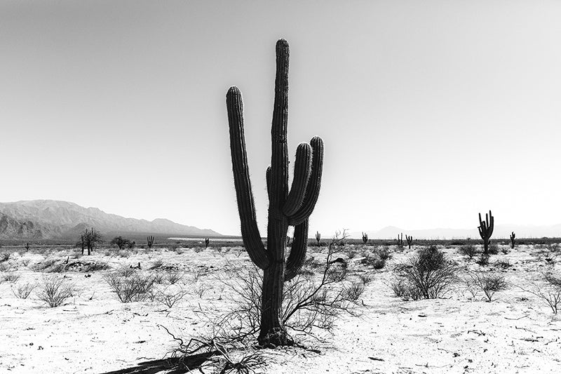 Cactus #28