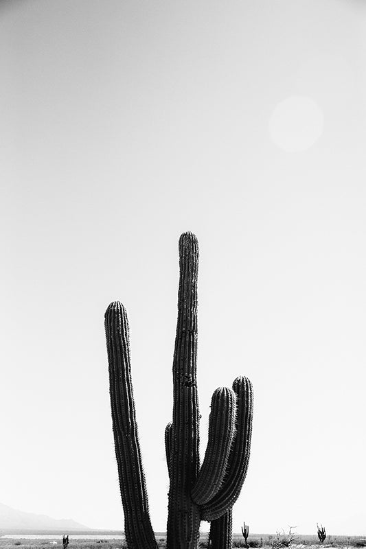 Cactus #30