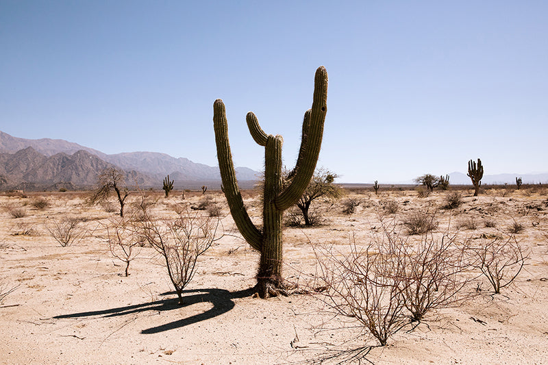 Cactus #33