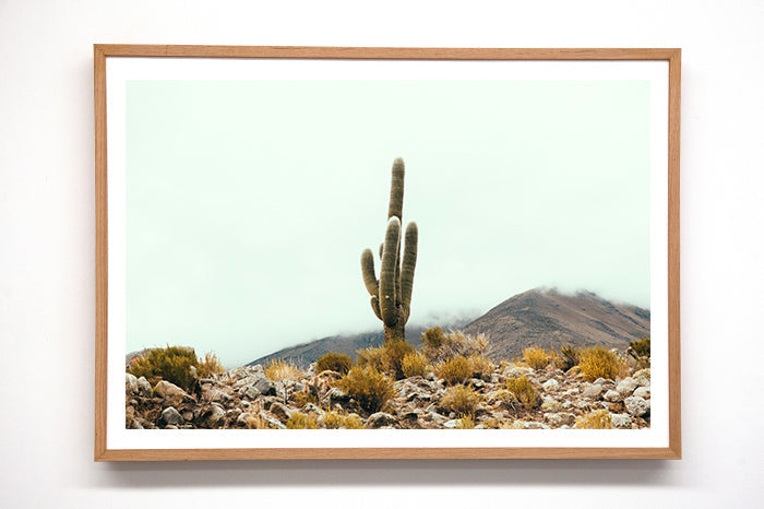 Cactus #10