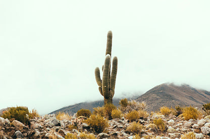 Cactus #10