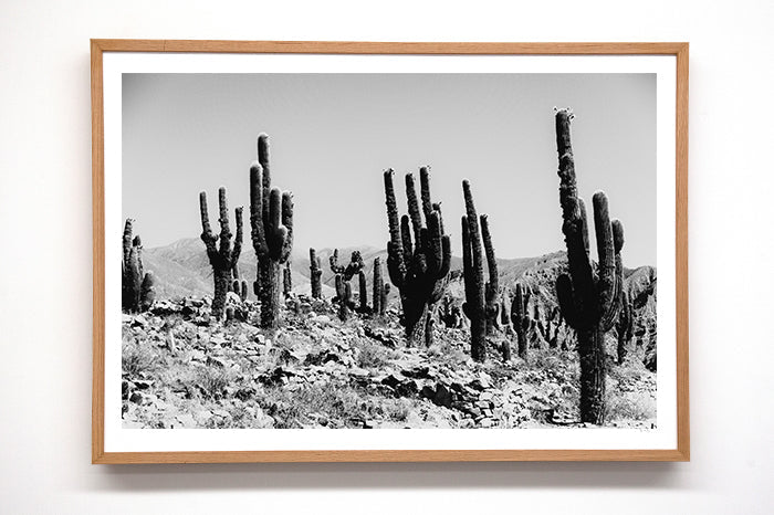 Cactus #13
