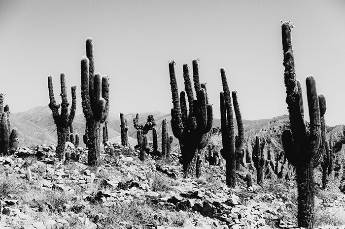 Cactus #13