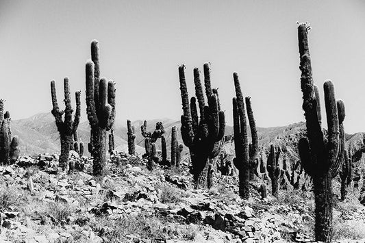 Cactus #13