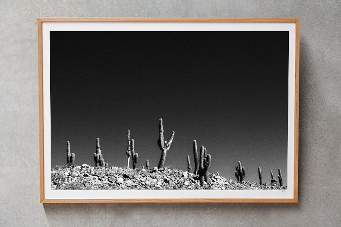 Cactus #14