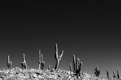 Cactus #14