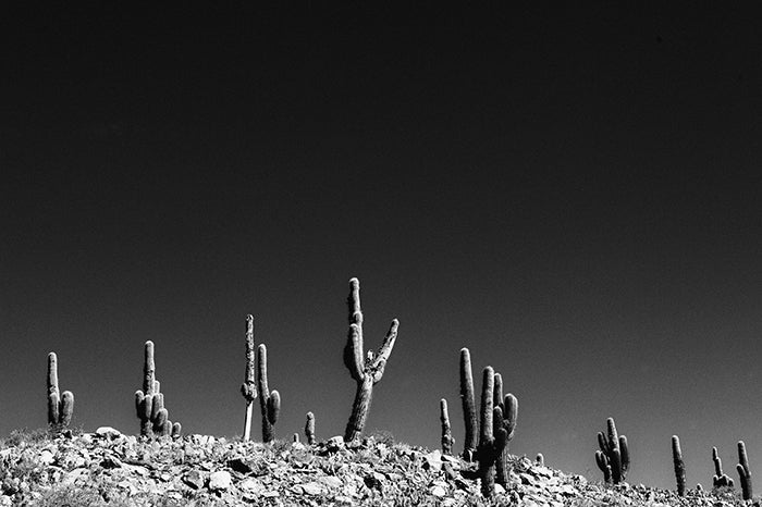Cactus #14