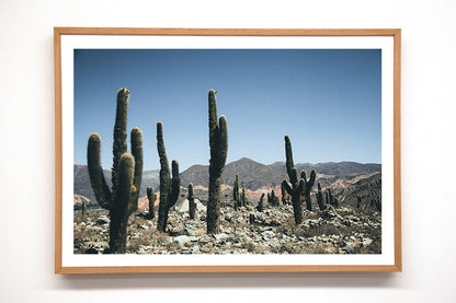 Cactus #22
