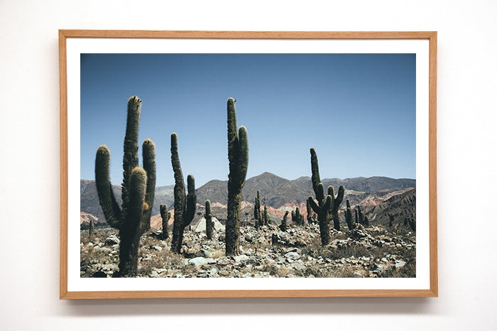 Cactus #22