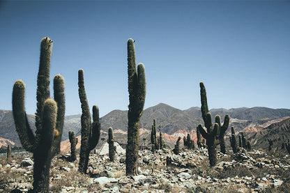 Cactus #22