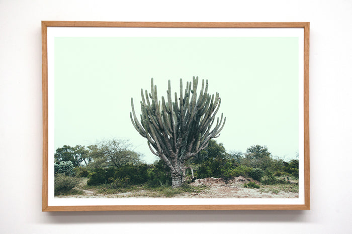 Cactus #23