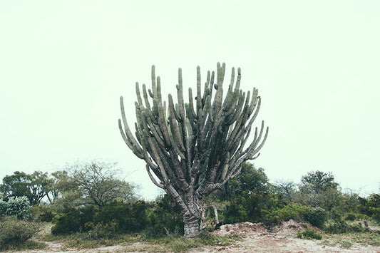 Cactus #23