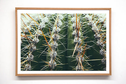 Cactus #5