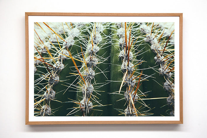 Cactus #5