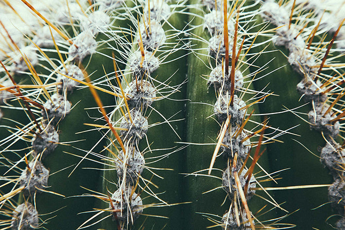 Cactus #5