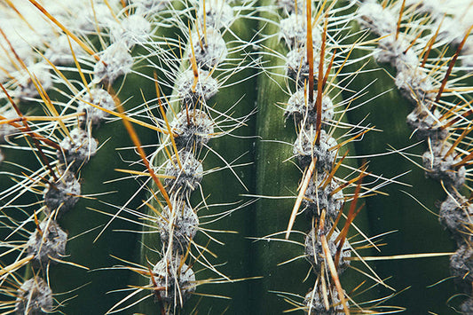 Cactus #5