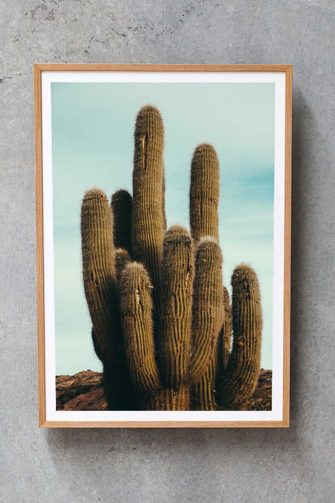 Cactus #8