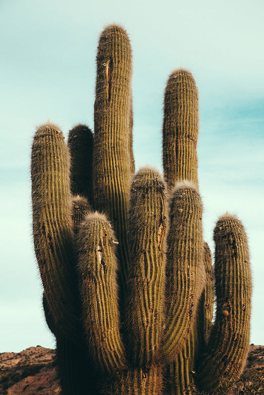 Cactus #8