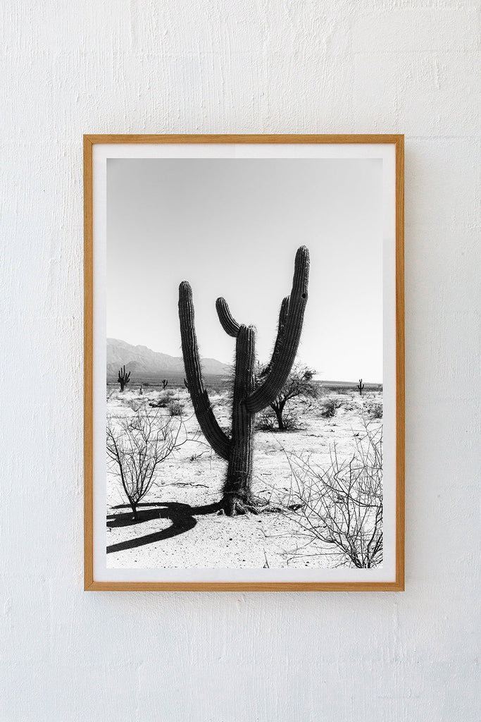Cardon #10 B&W