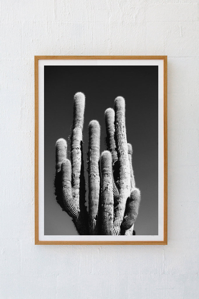 Cardon #4