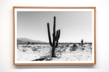 Cactus #28