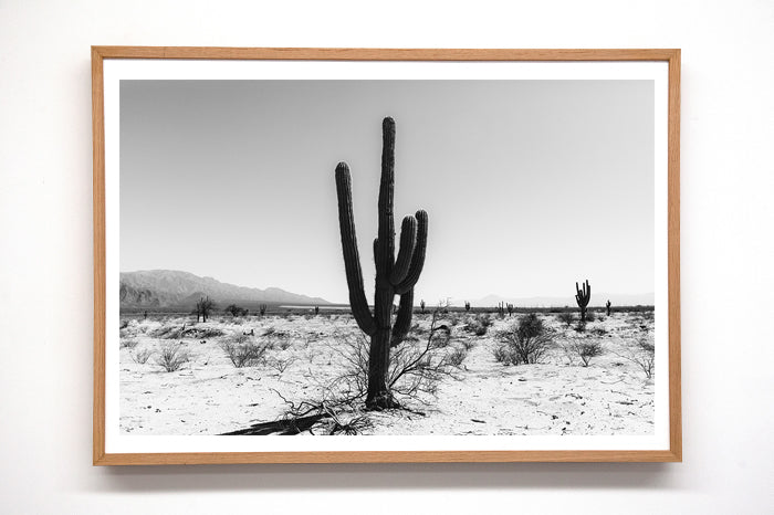 Cactus #28