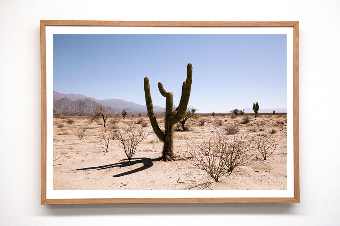 Cactus #33