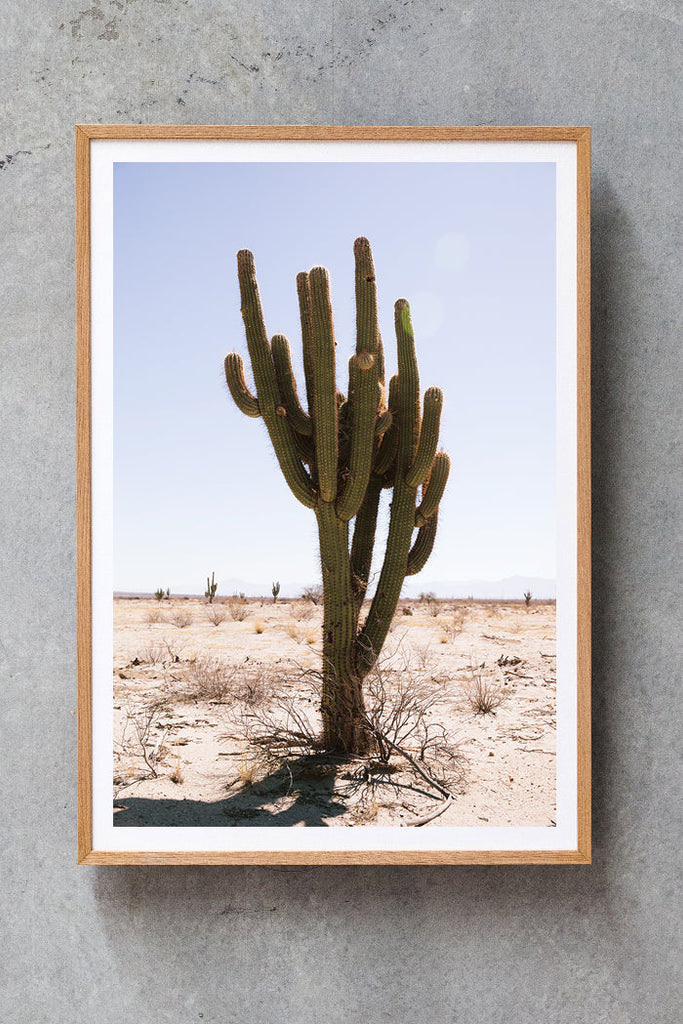 Cactus #34