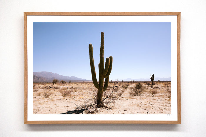Cactus #35