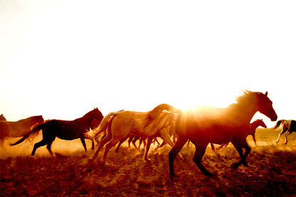 Collective Journey Colour