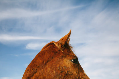 Elegance
