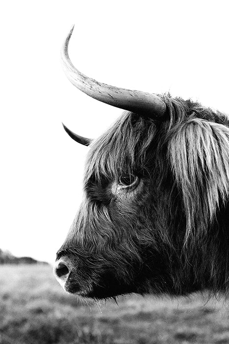 Horizon Stare