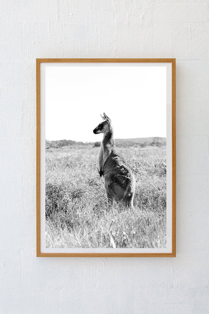 Kangaroos #28