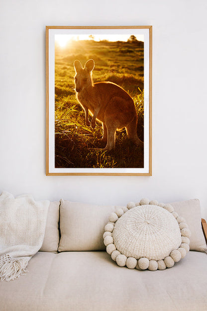 Kangaroos #30