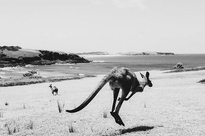 Kangaroos #1