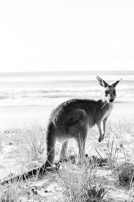 Kangaroos #10