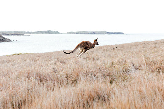 Kangaroos #11