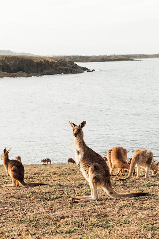 Kangaroos #13