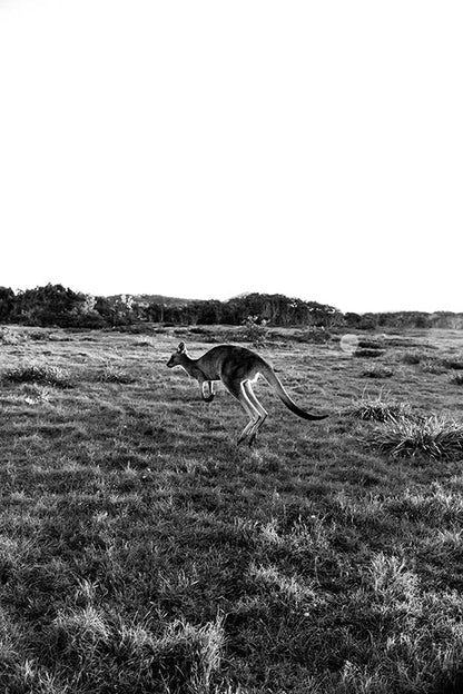 Kangaroos #16