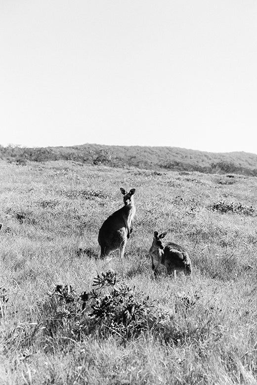 Kangaroos #2