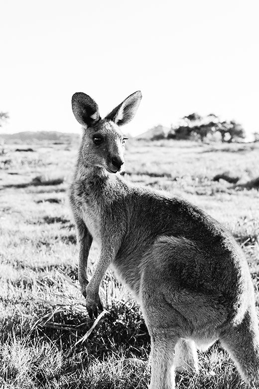 Kangaroos #20