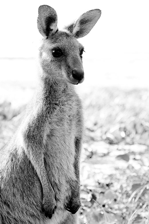 Kangaroos #22