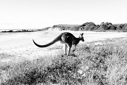 Kangaroos #25