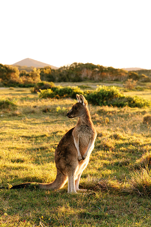 Kangaroos #27