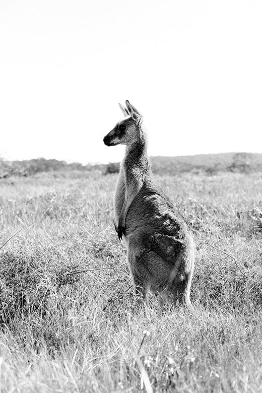 Kangaroos #28